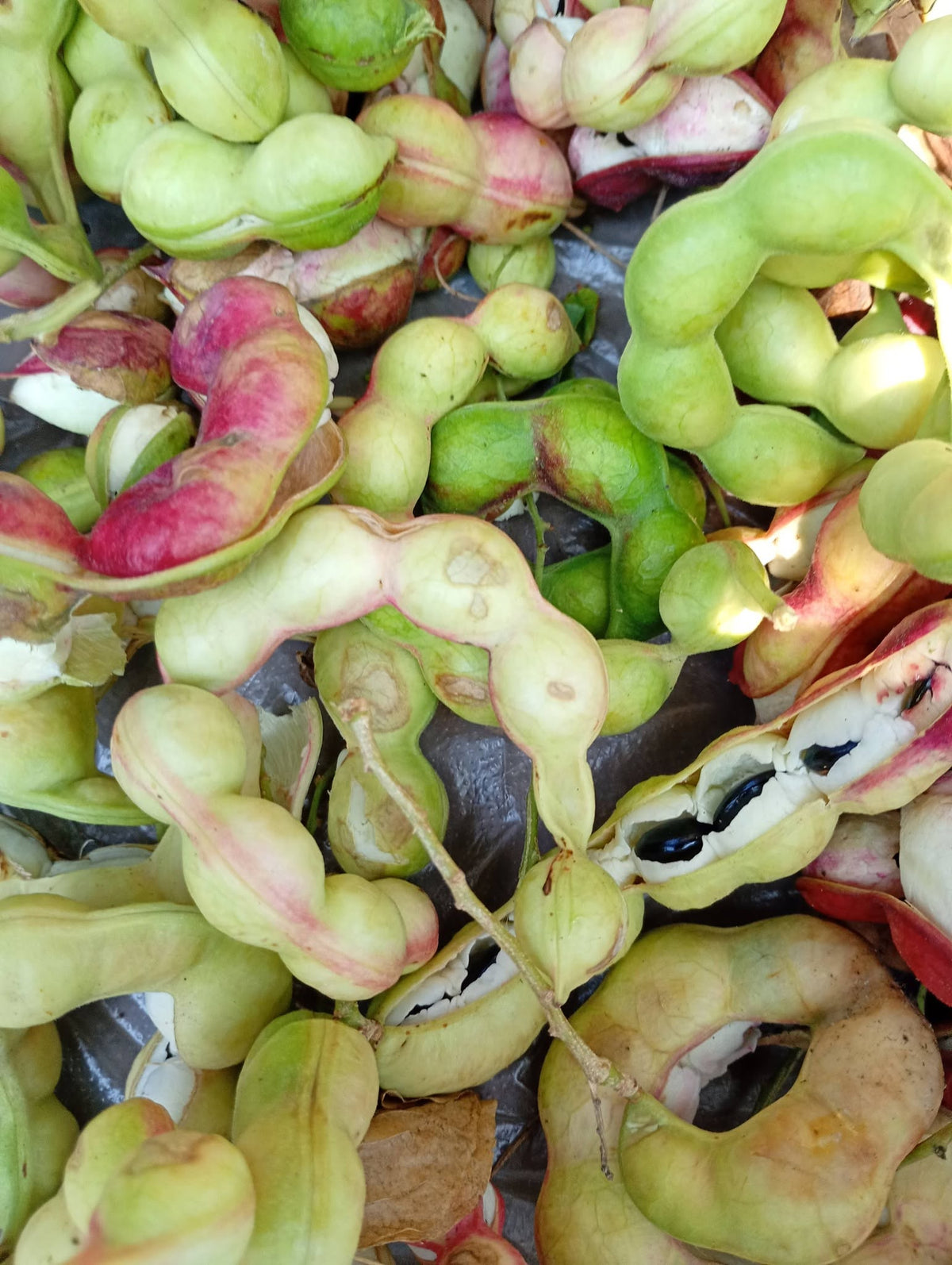 Kodukkapuli Camachile fruit tree with green compound leaves, curled reddish fruit pods, and edible pinkish-white pulp growing in a tropical garden.