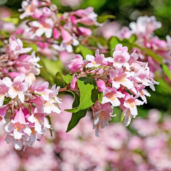 Beauty Bush Flower Seeds for planting and pink Kolkwitzia amabilis flowers