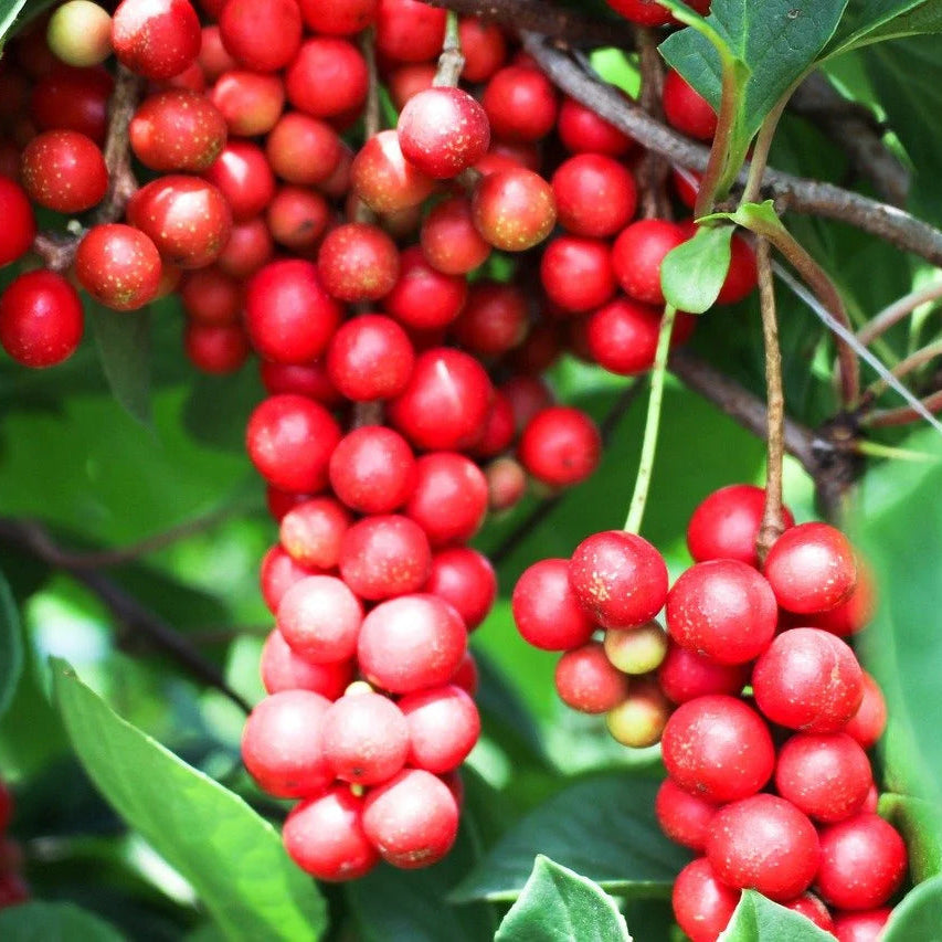 Wu-Wei-Zi Schisandra plant