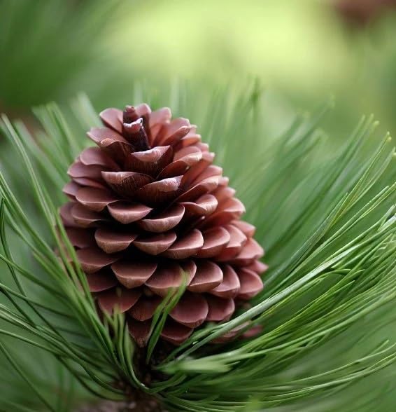 korean pine seeds