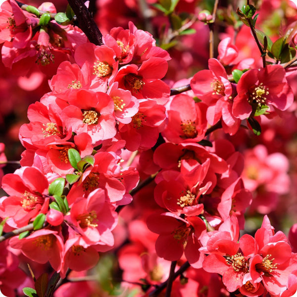 Kusa Boke flower seeds