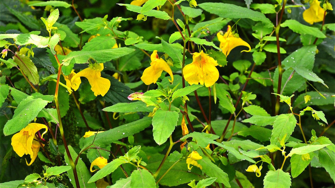 Jewelweed flower seeds