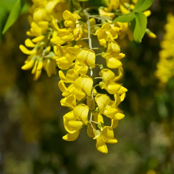 Yellow Laburnum flower seeds