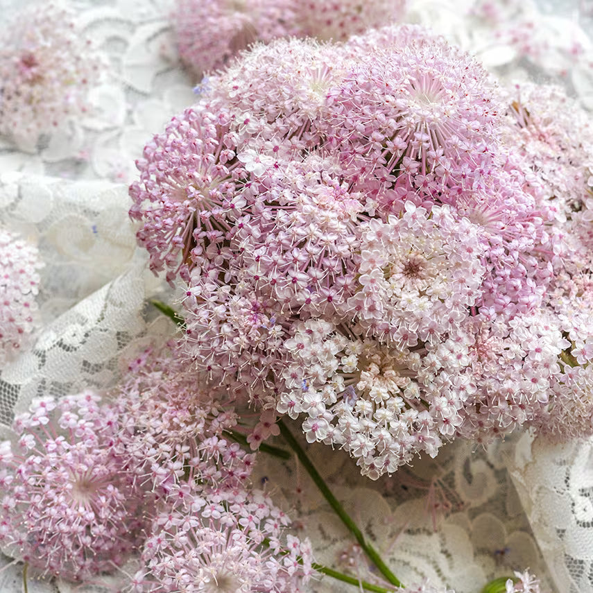 Pink Lace flower seeds