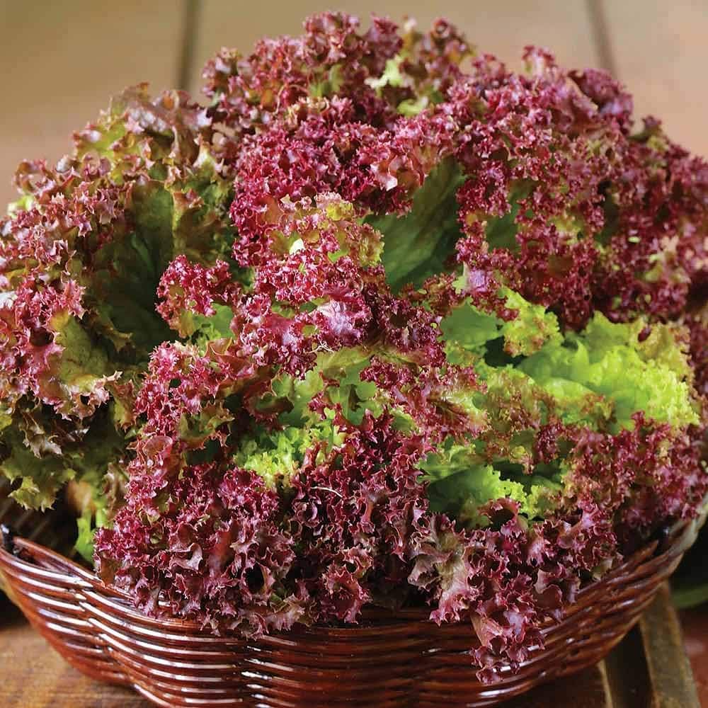 Lettuce Seeds
