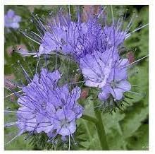 Lacy Phacelia Flowers Attracting Bees