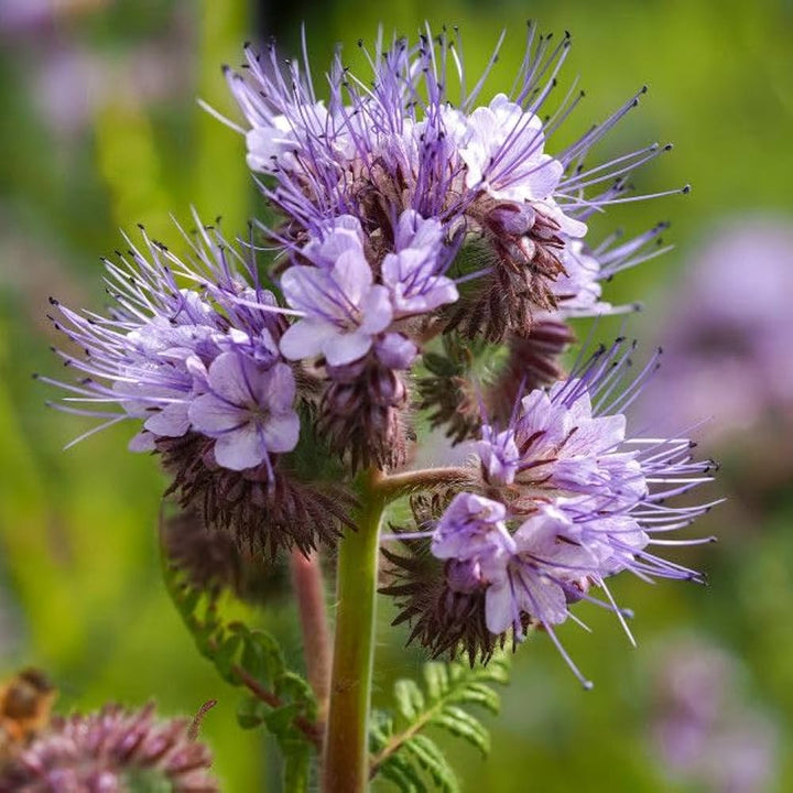 Lacy Phacelia Flowers Attracting Bees in Garden