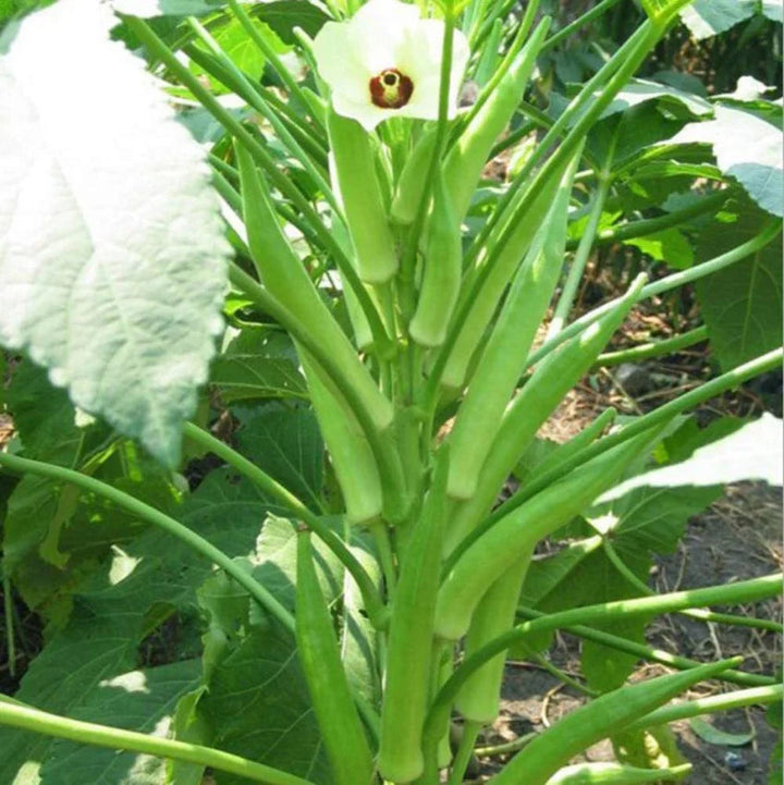 Lady Finger Okra Seeds