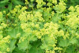 Lady's Mantle Growing in Cottage Garden Border
