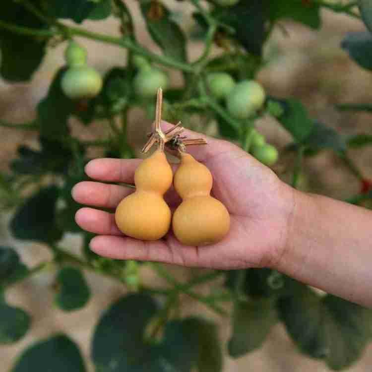Bottle Gourd Vegetable Seeds for Planting – Heirloom Non-GMO Garden Seeds