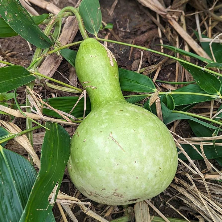 Birdhouse Pumpkin Seeds