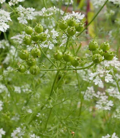 Large Leaf Cilantro Herb Seeds for Planting – Heirloom Non-GMO Garden Seeds