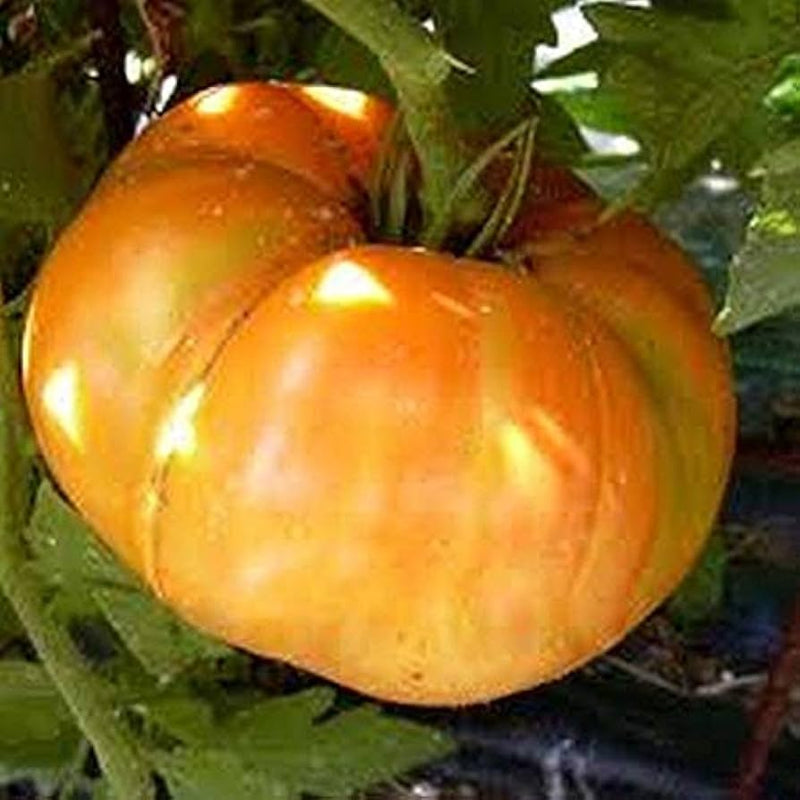 Big Orange Tomato Seeds for Planting – Heirloom Non-GMO Garden Seeds