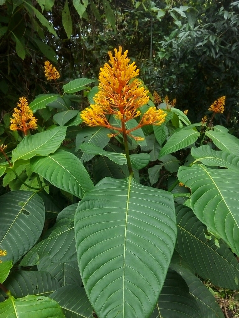 Orange Palicourea flower seeds