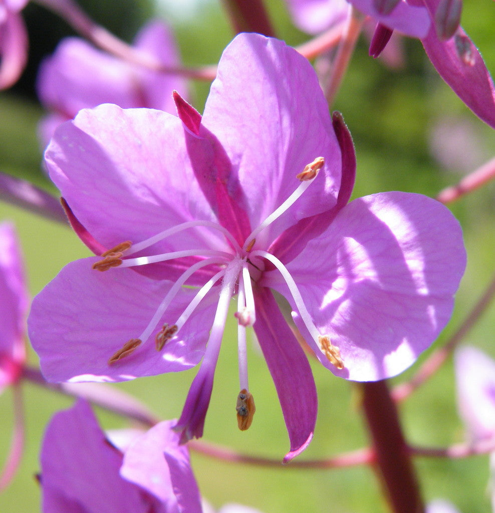 Epilobium Angustifolium flower seeds