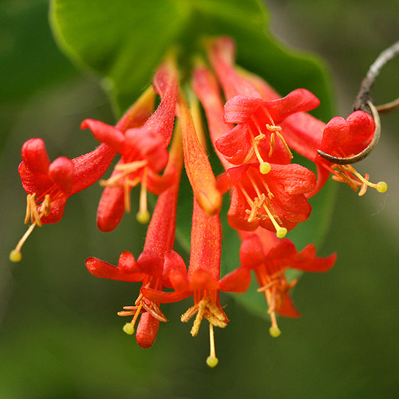Lonicera Ciliosa flower seeds