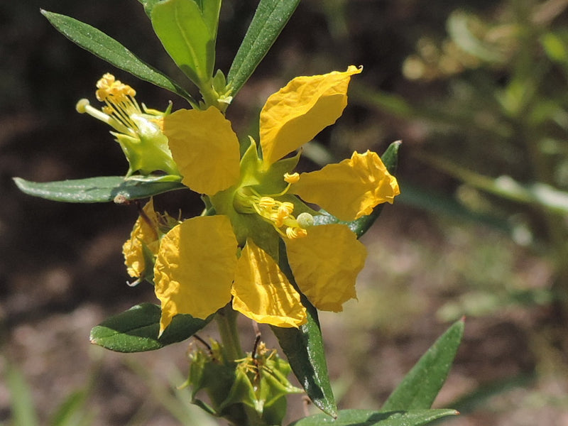 Yellow Heimia Flower Seeds for Planting – Heirloom Non-GMO Garden Seeds