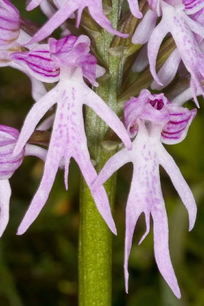 Purple Naked flower seeds