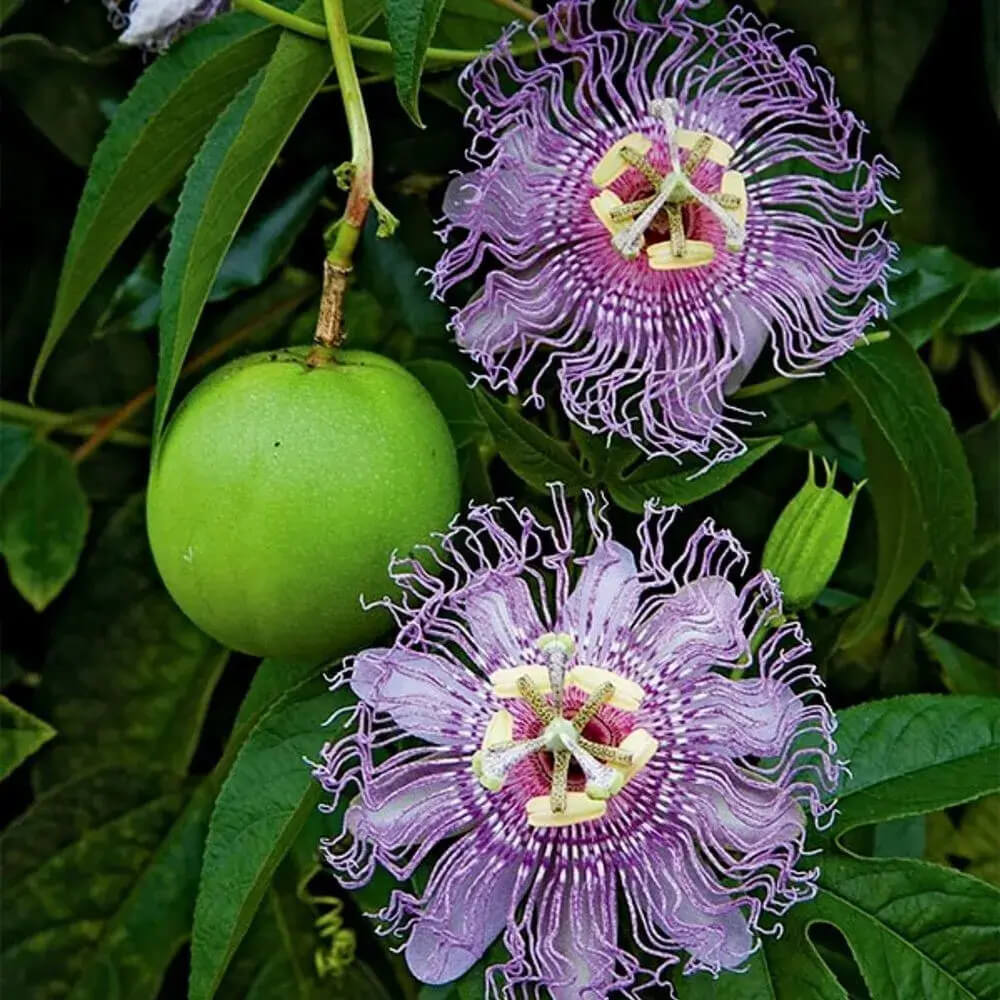 Passiflora Incarnata Passion plant