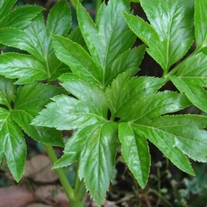 Ashitaba Herb Seeds