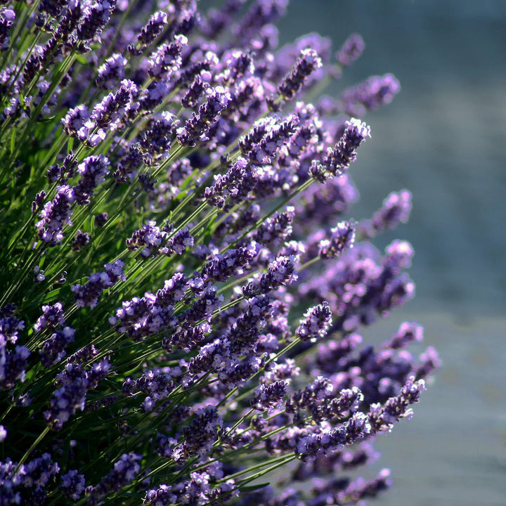 Blue Lavender flower seeds