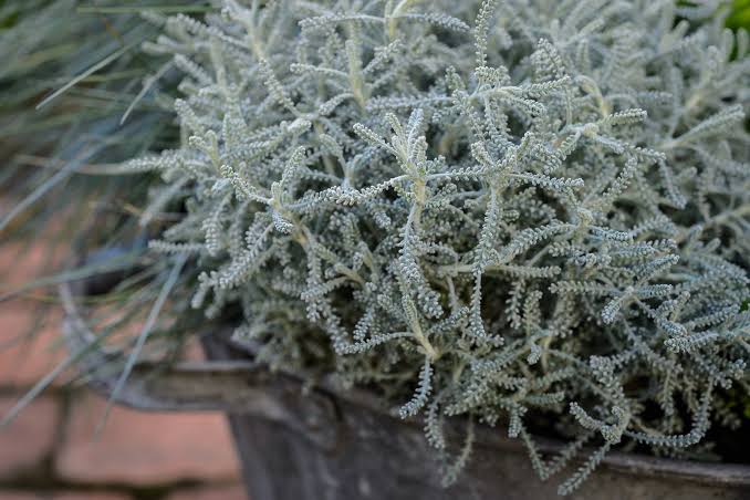 Lavender Cotton Herb Seeds for planting with silvery foliage and yellow flowers