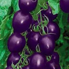 Lavender Purple Heirloom Tomatoes Growing on Plants