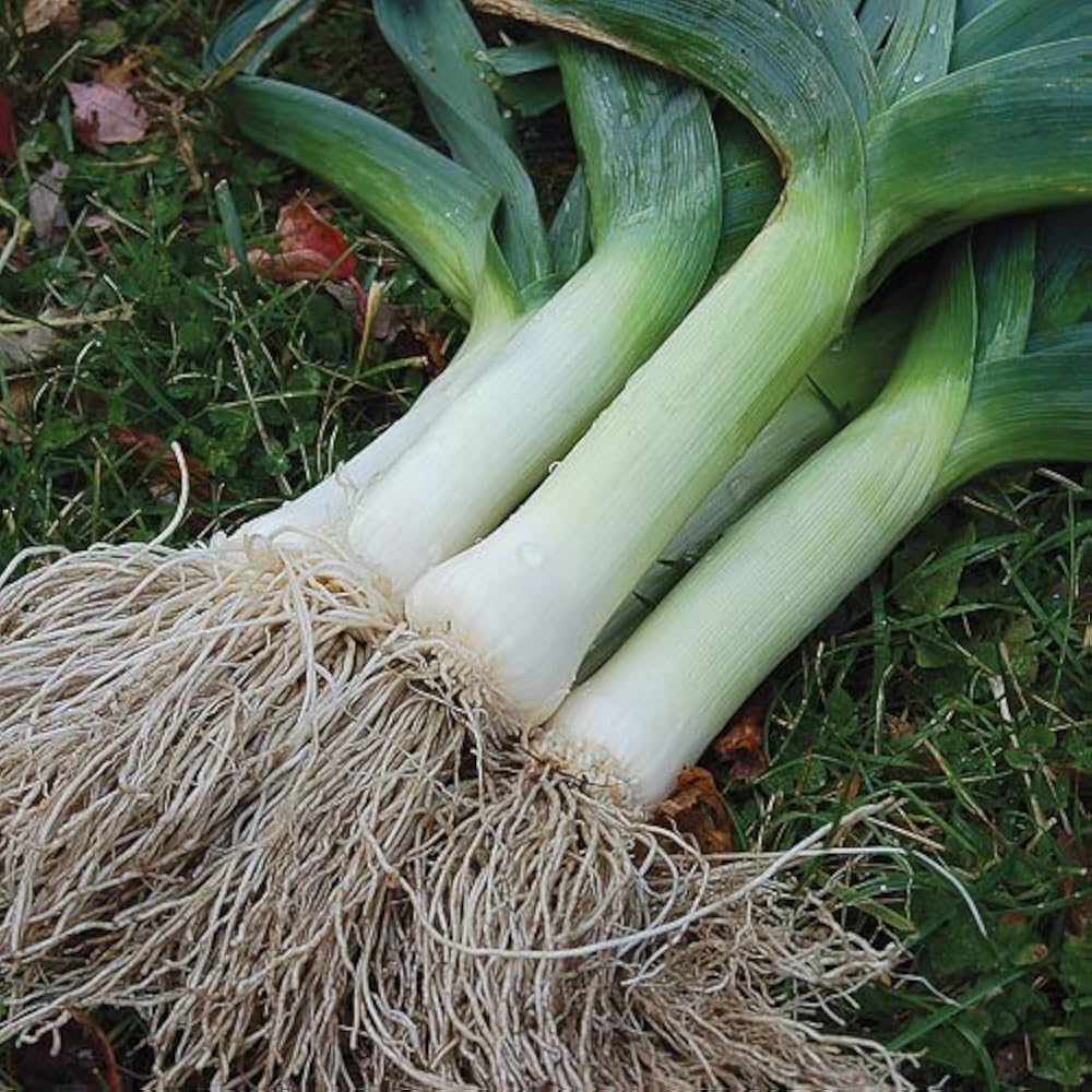 Leek Seeds