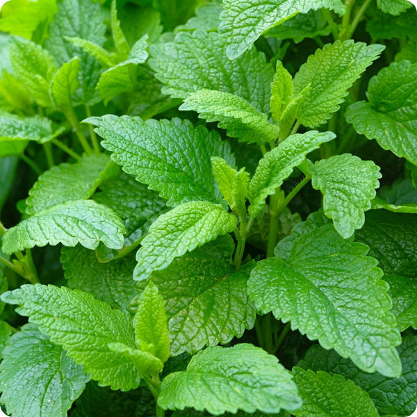 Lemon Balm Herb Seeds for Planting – Heirloom Non-GMO Garden Seeds