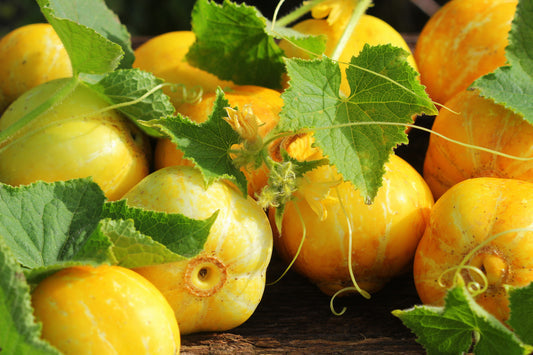 Lemon Cucumber Vegetable Seeds for Planting – Heirloom Non-GMO Garden Seeds