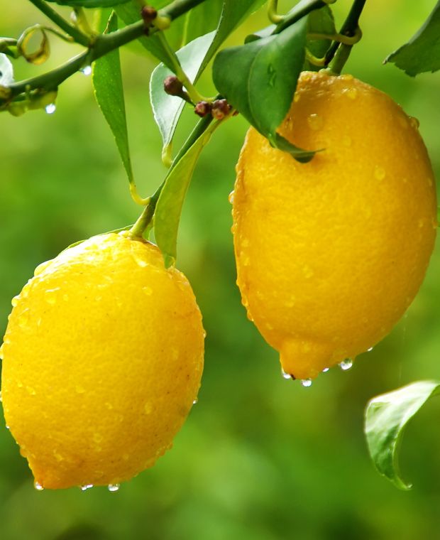 Lemon citrus seeds