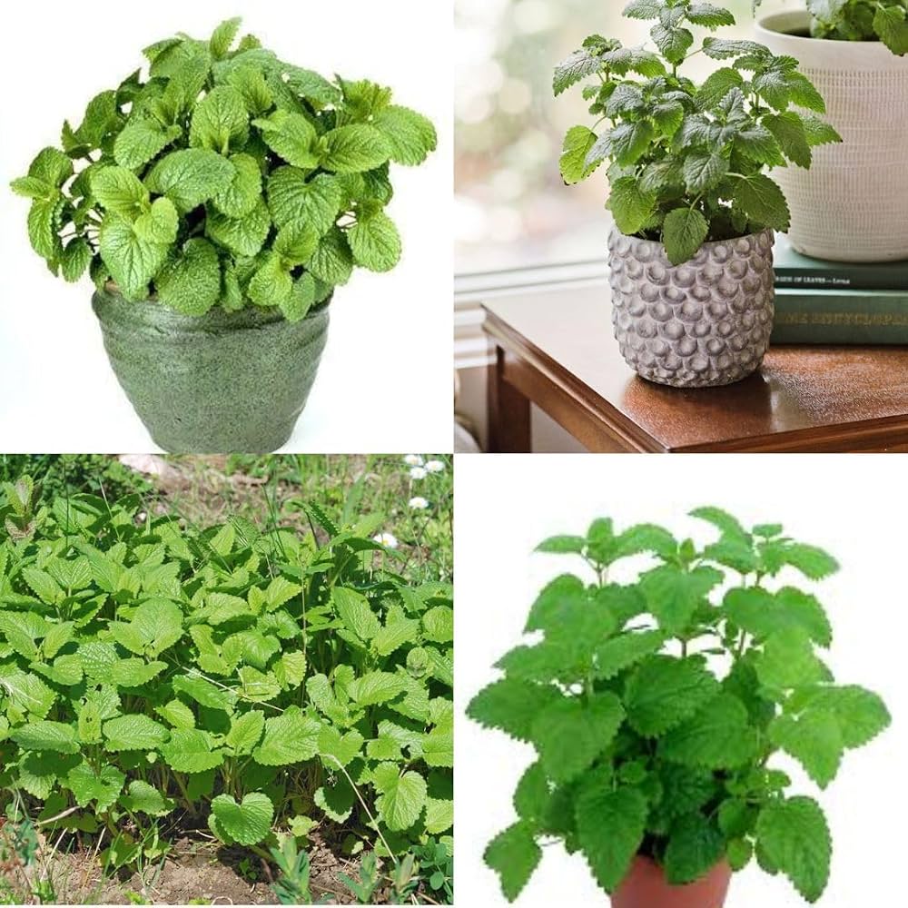 Lemon Thyme Herb Seeds growing into fragrant green thyme plants with delicate flowers