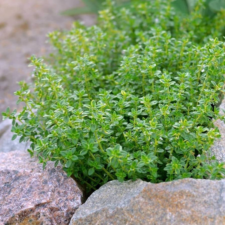 Lemon Thyme Herb Seed Mix for Planting – Heirloom Non-GMO Garden Seeds