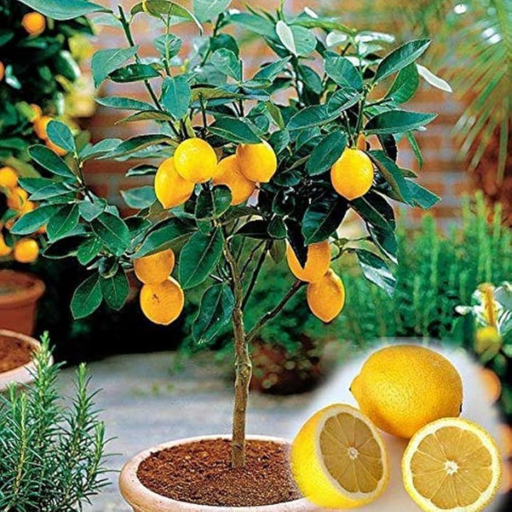 lemon tree seeds