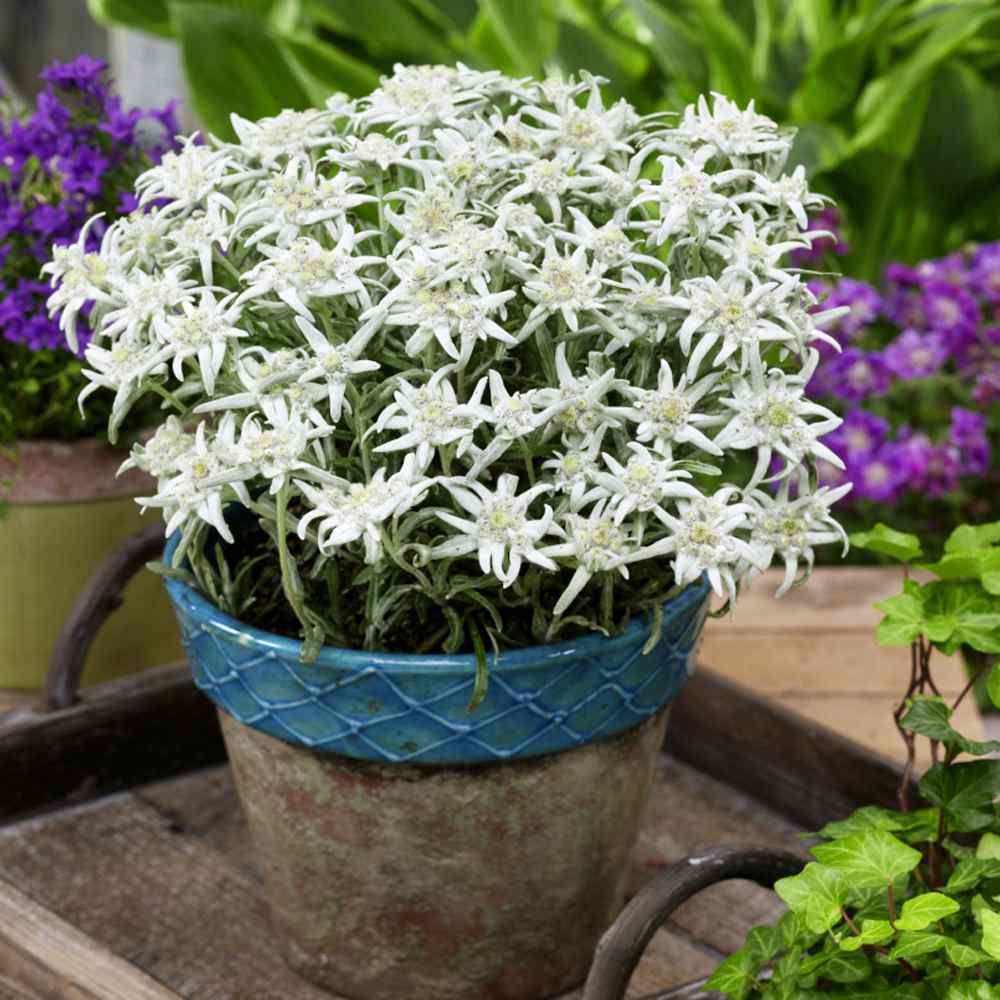 White Edelweiss Ground Flower Seeds with white alpine flowers and silvery foliage