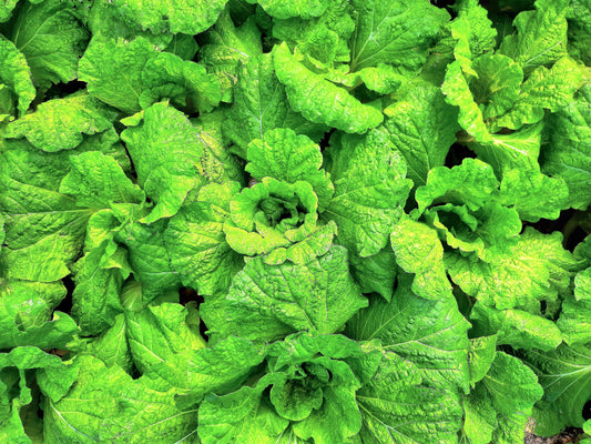 Lettuce Leaf Basil Herb Seeds for Planting – Heirloom Non-GMO Garden Seeds