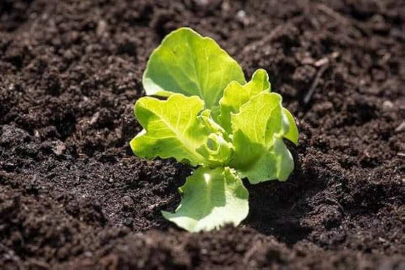 Lettuce Vegetable Seeds for Planting – Heirloom Non-GMO Garden Seeds