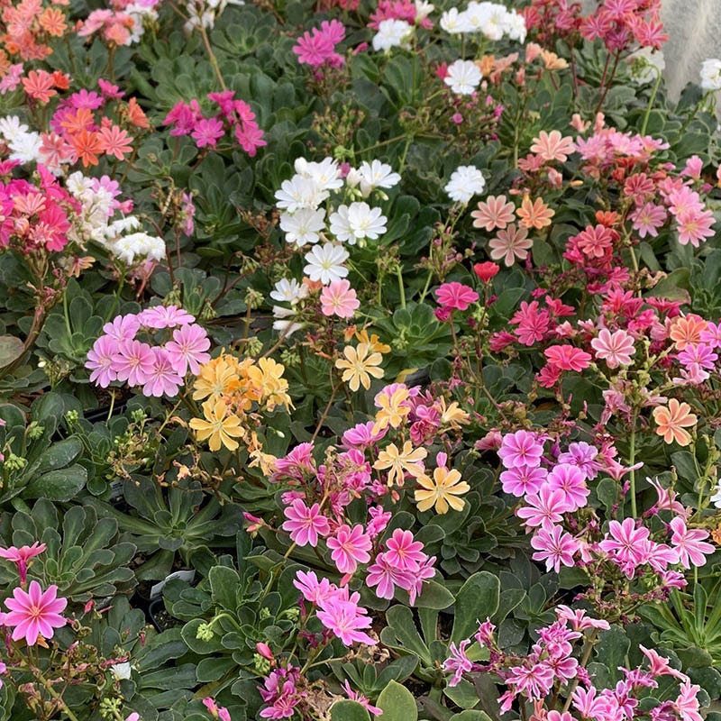 Lewisia Sunset flower seeds