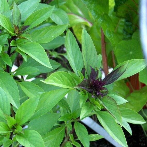 Licorice Basil Herb Seeds for Planting – Heirloom Non-GMO Garden Seeds