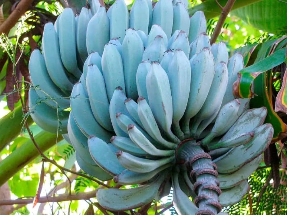 light blue banana seeds