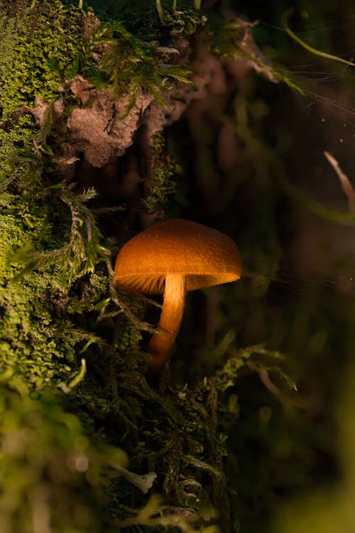 Brown Mushroom Seeds
