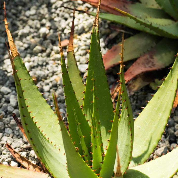 Aloe Cameron Growing in Sunny Succulent Garden