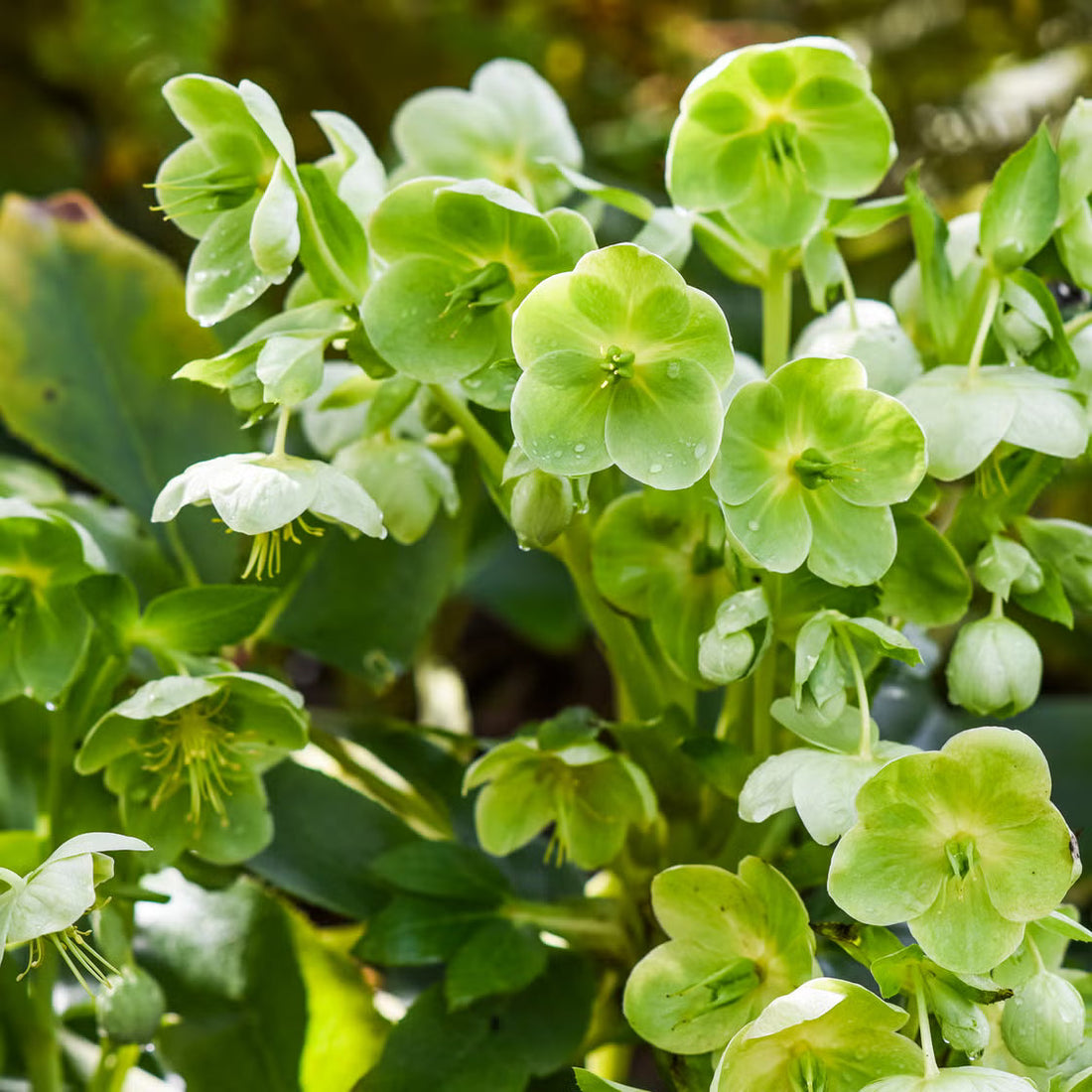 Light Green flower seeds