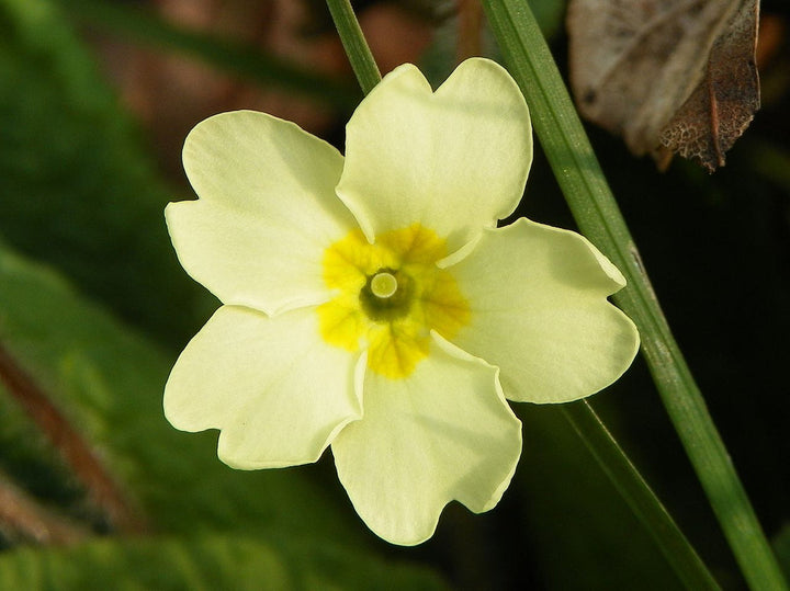 Light Green flower seeds