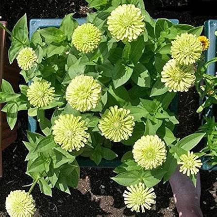 Light green zinnia flowers grown from seeds in a sunny home garden