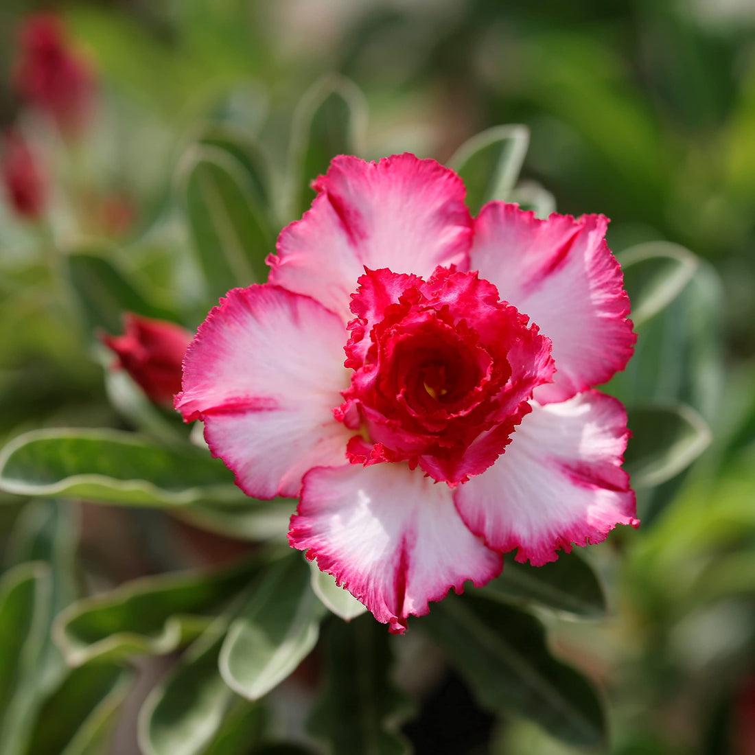 Light Pink flower seeds