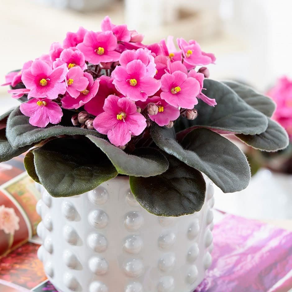 Light Pink flower seeds