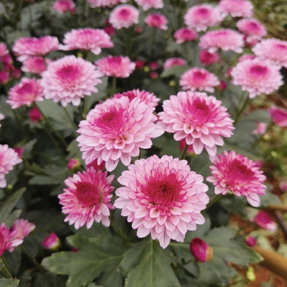 Light Pink flower seeds