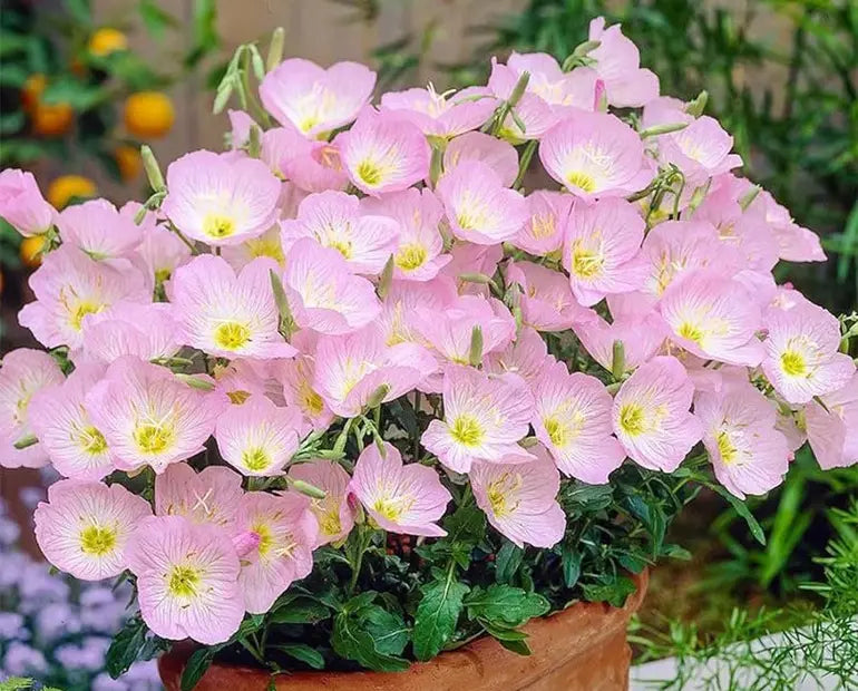 Light Pink flower seeds