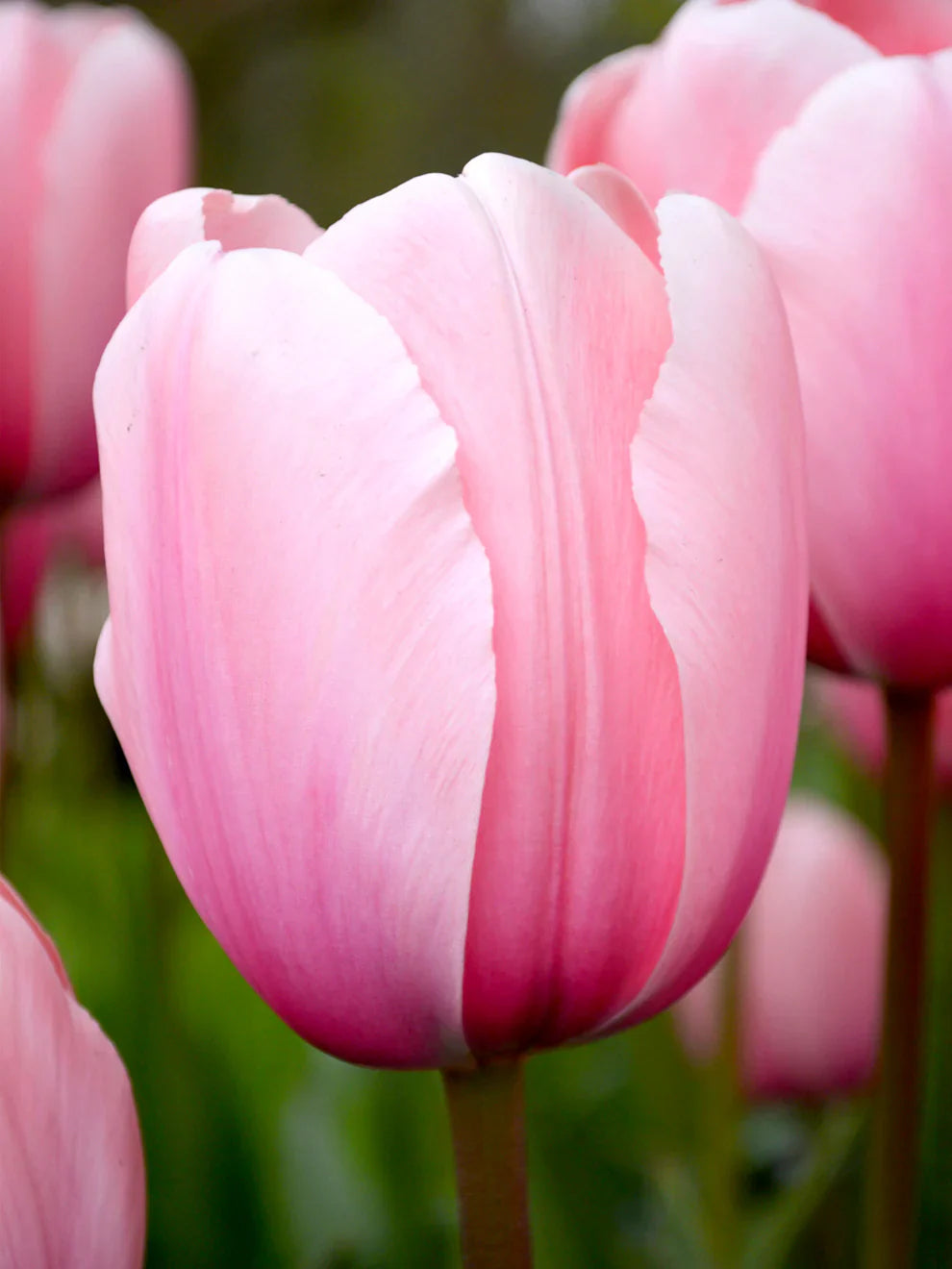 Light Pink Tulip Flowers Blooming in Spring Garden